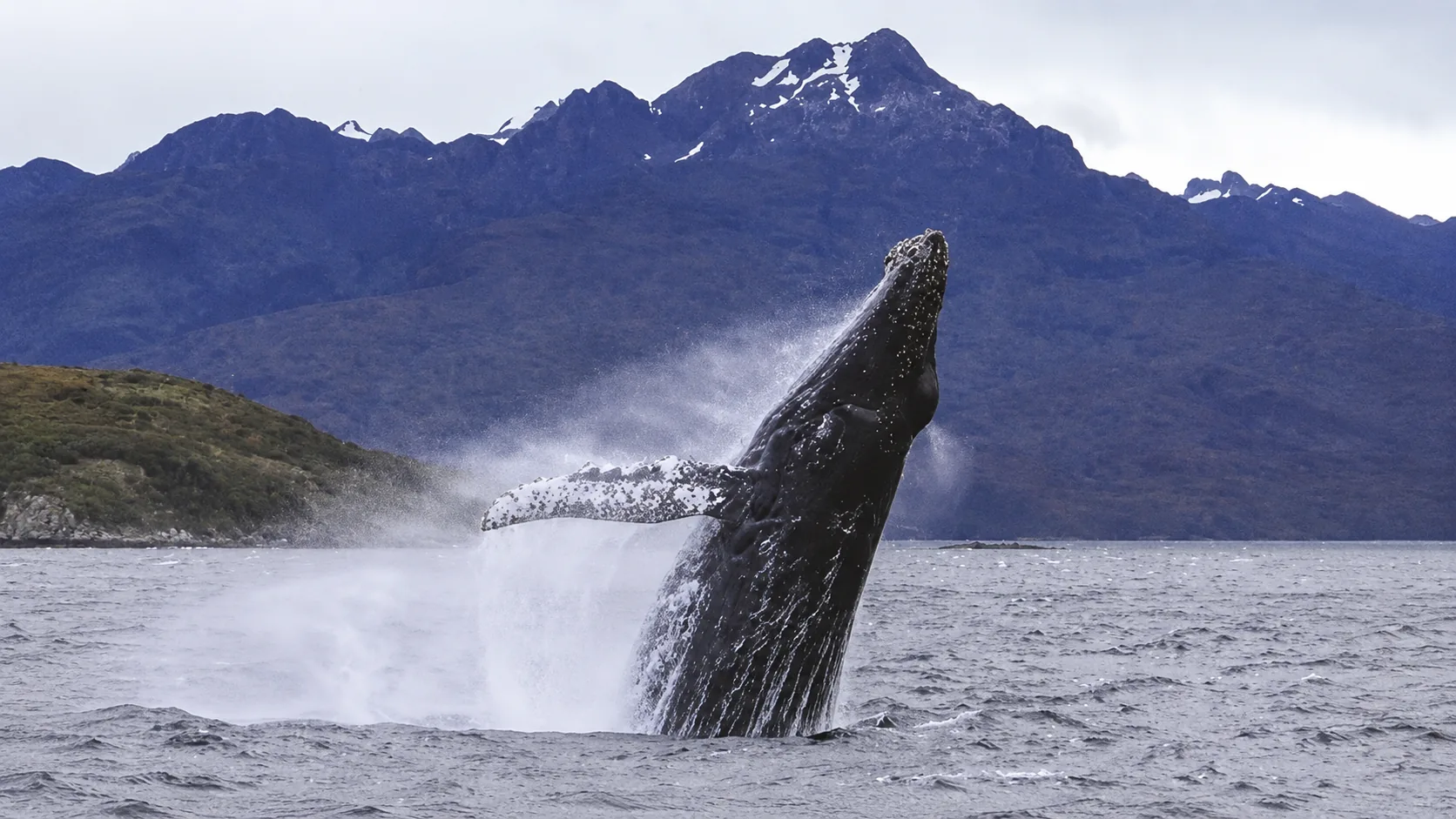 Wale in der Region Magallanes